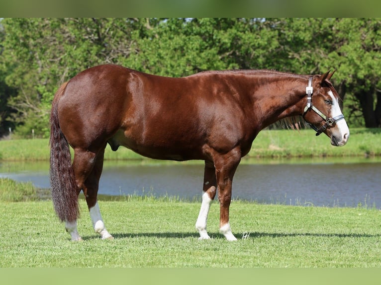 American Quarter Horse Castrone 4 Anni 152 cm Sauro ciliegia in Buffalo, MO