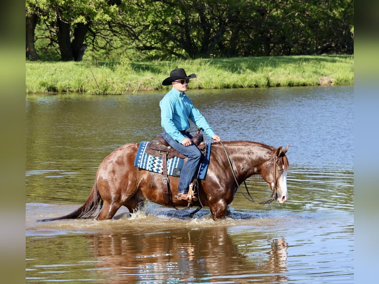 American Quarter Horse Castrone 4 Anni 152 cm Sauro ciliegia in Buffalo, MO