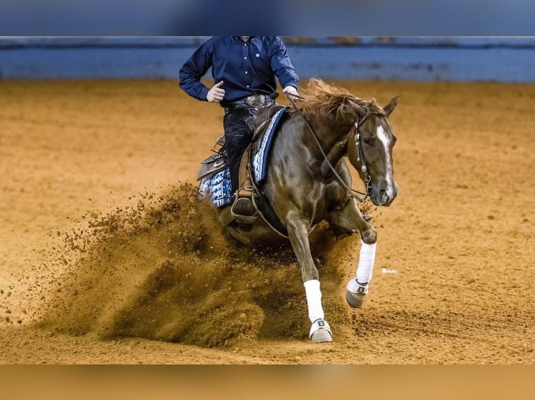 American Quarter Horse Castrone 4 Anni 152 cm Sauro ciliegia in Waco, TX