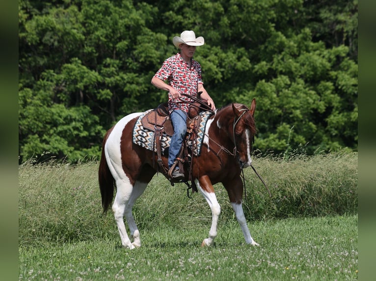 American Quarter Horse Castrone 4 Anni 152 cm Sauro scuro in Level Green KY