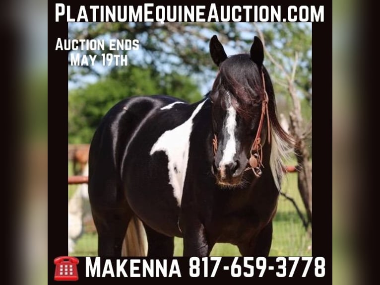 American Quarter Horse Castrone 4 Anni 152 cm Tobiano-tutti i colori in Breckenridge TX