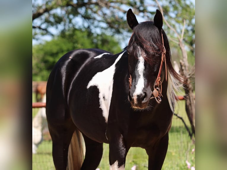 American Quarter Horse Castrone 4 Anni 152 cm Tobiano-tutti i colori in Breckenridge TX