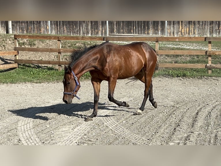American Quarter Horse Castrone 4 Anni 153 cm Baio in RosenbergOberdrauburg