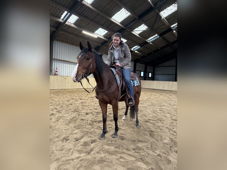 American Quarter Horse Castrone 4 Anni 153 cm Baio in Rijswijk (NB)