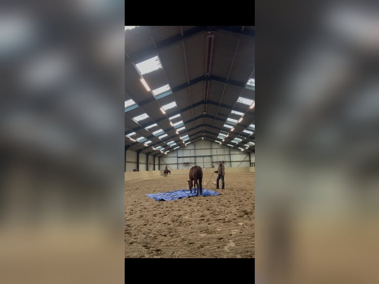 American Quarter Horse Castrone 4 Anni 153 cm Baio in Rijswijk (NB)