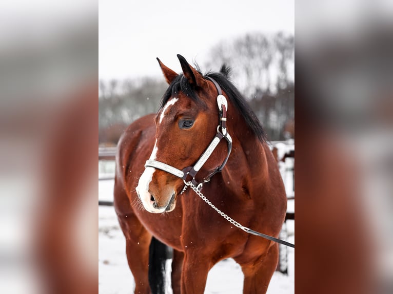 American Quarter Horse Castrone 4 Anni 153 cm Baio in Rijswijk (NB)