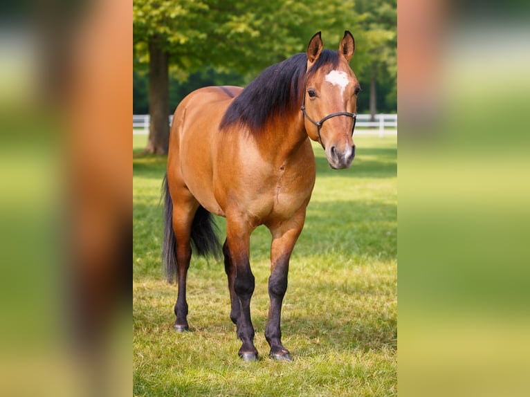 American Quarter Horse Castrone 4 Anni 153 cm Baio in München