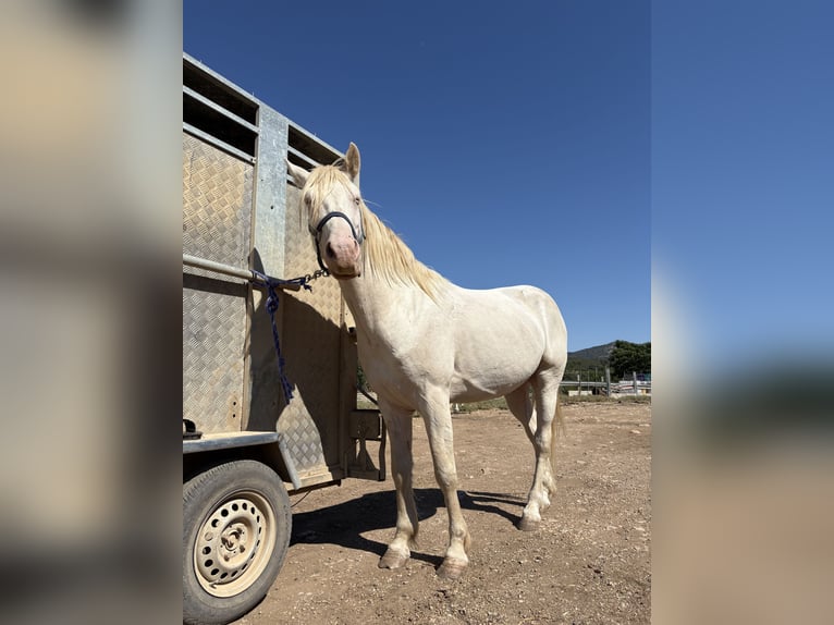 American Quarter Horse Mix Castrone 4 Anni 153 cm Bianco in Cati