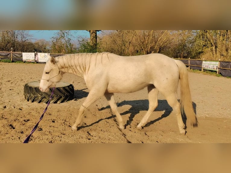 American Quarter Horse Castrone 4 Anni 153 cm Palomino in Sonsbeck