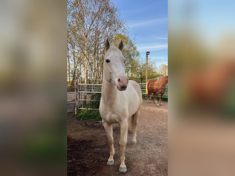 American Quarter Horse Castrone 4 Anni 153 cm Palomino in Sonsbeck
