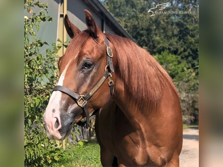 American Quarter Horse Castrone 4 Anni 153 cm Sauro in Büttelborn