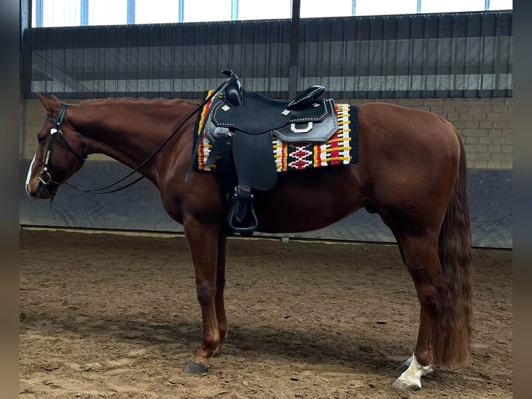 American Quarter Horse Castrone 4 Anni 153 cm Sauro ciliegia in Bad Hersfeld