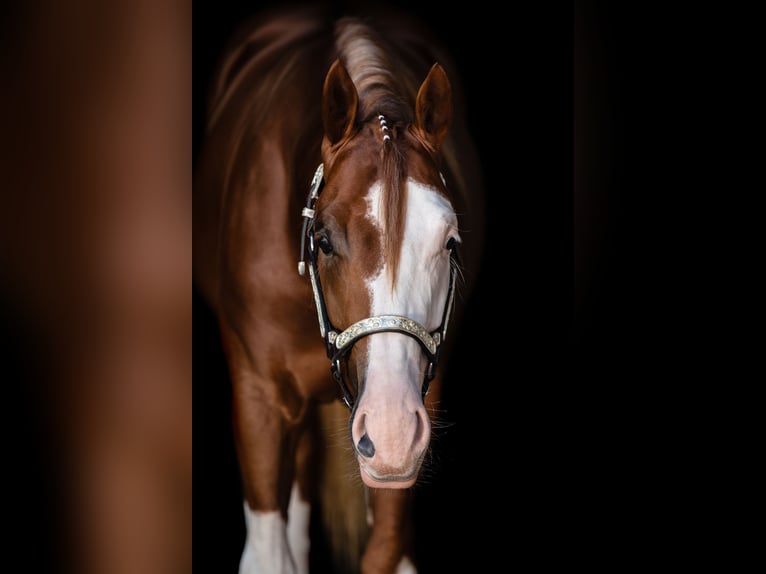 American Quarter Horse Castrone 4 Anni 153 cm Sauro in Weyersheim