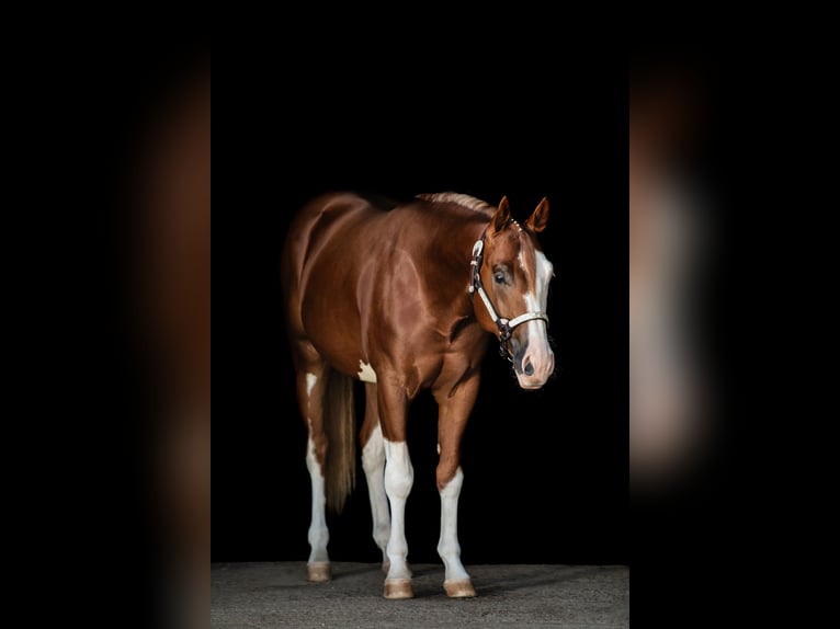 American Quarter Horse Castrone 4 Anni 153 cm Sauro in Weyersheim