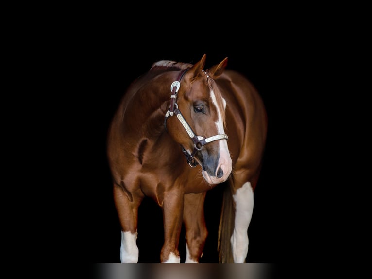 American Quarter Horse Castrone 4 Anni 153 cm Sauro in Weyersheim