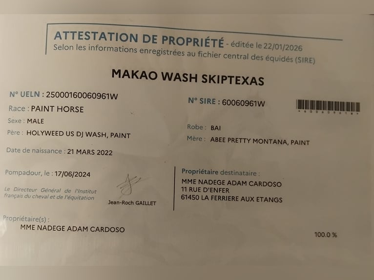 American Quarter Horse Castrone 4 Anni 155 cm Baio in Lonlay l'Abbaye