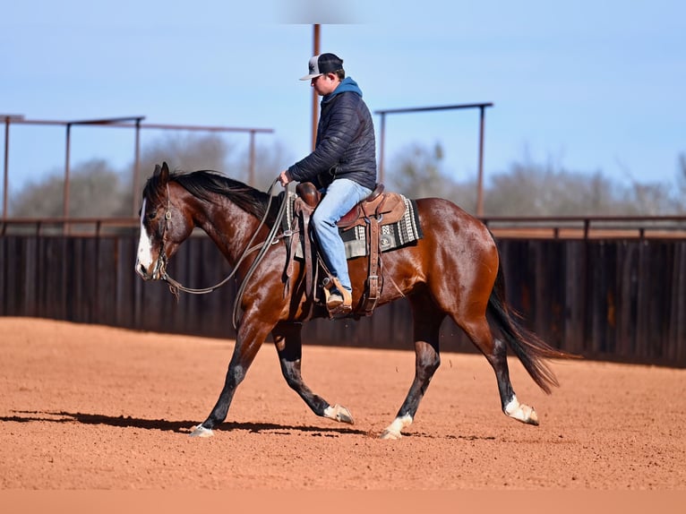 American Quarter Horse Castrone 4 Anni 155 cm Baio ciliegia in Waco