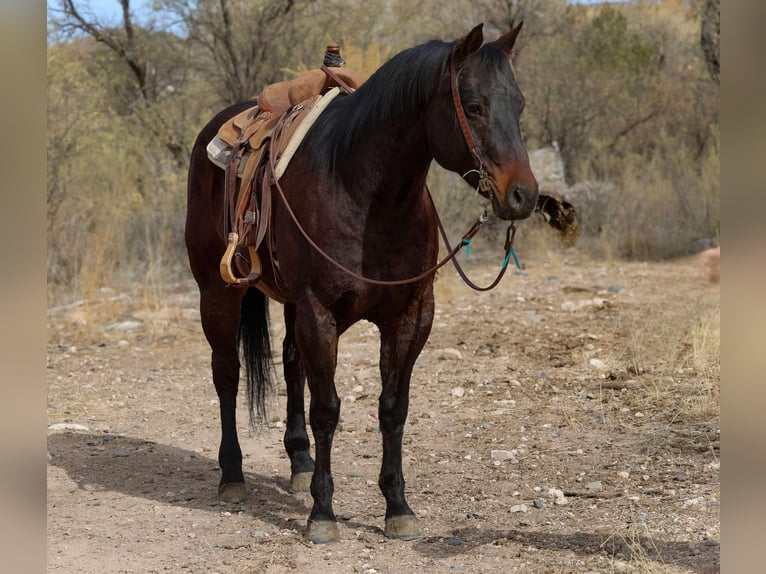 American Quarter Horse Castrone 4 Anni 155 cm Baio ciliegia in Camp Verde AZ