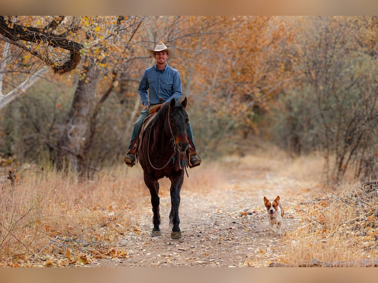 American Quarter Horse Castrone 4 Anni 155 cm Baio ciliegia in Camp Verde AZ