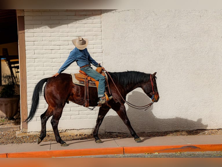 American Quarter Horse Castrone 4 Anni 155 cm Baio ciliegia in Camp Verde AZ