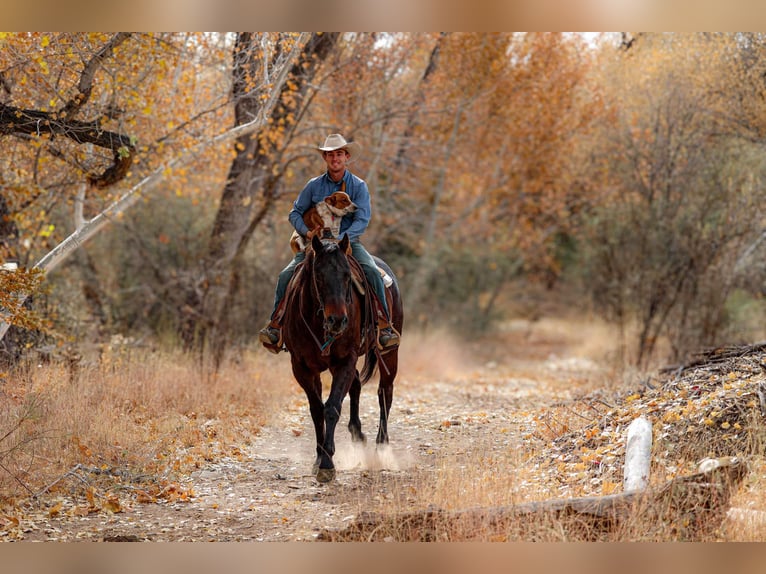 American Quarter Horse Castrone 4 Anni 155 cm Baio ciliegia in Camp Verde AZ