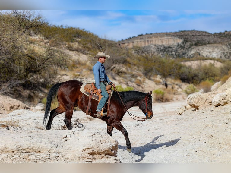 American Quarter Horse Castrone 4 Anni 155 cm Baio ciliegia in Camp Verde AZ