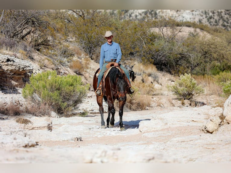 American Quarter Horse Castrone 4 Anni 155 cm Baio ciliegia in Camp Verde AZ