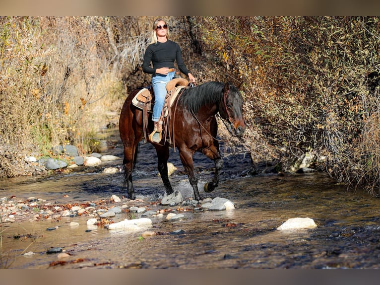 American Quarter Horse Castrone 4 Anni 155 cm Baio ciliegia in Camp Verde AZ