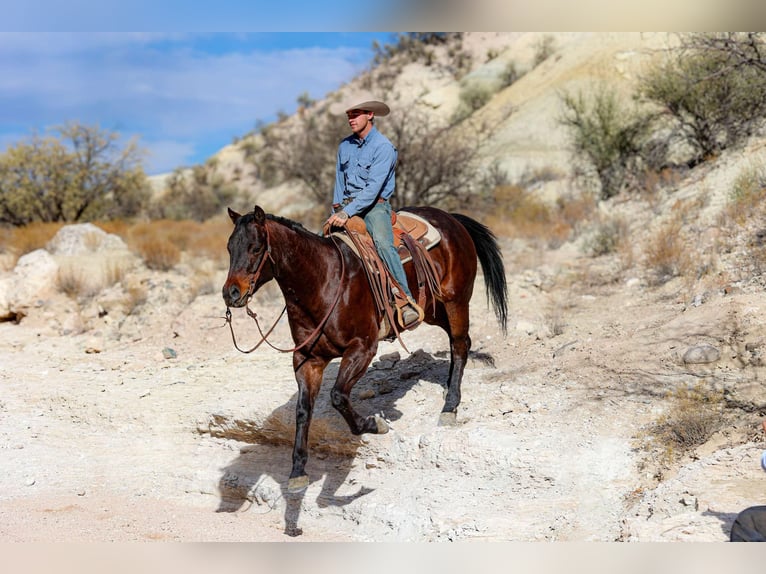 American Quarter Horse Castrone 4 Anni 155 cm Baio ciliegia in Camp Verde AZ