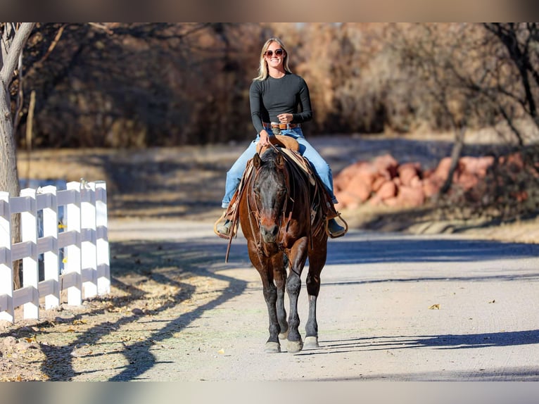 American Quarter Horse Castrone 4 Anni 155 cm Baio ciliegia in Camp Verde AZ