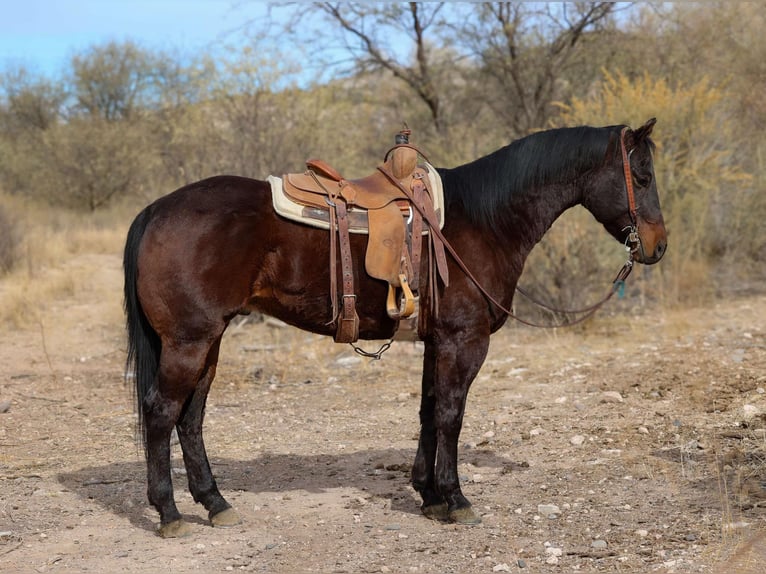 American Quarter Horse Castrone 4 Anni 155 cm Baio ciliegia in Camp Verde AZ