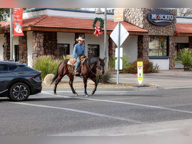 American Quarter Horse Castrone 4 Anni 155 cm Baio ciliegia in Camp Verde AZ