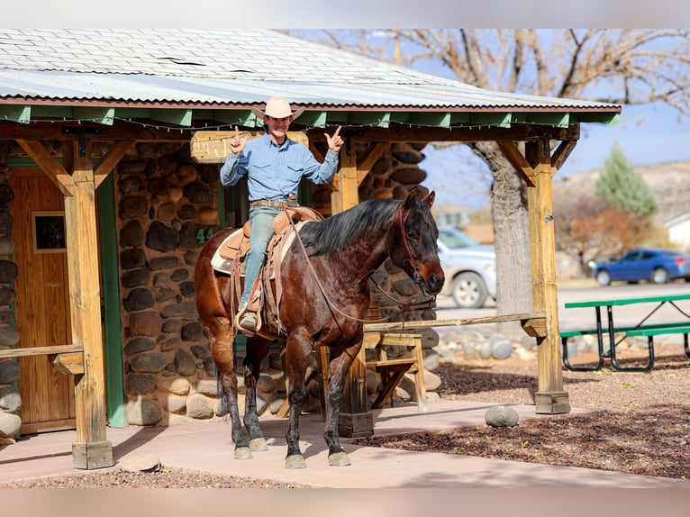 American Quarter Horse Castrone 4 Anni 155 cm Baio ciliegia in Camp Verde AZ