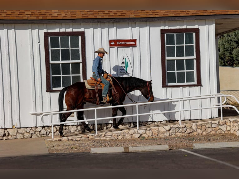 American Quarter Horse Castrone 4 Anni 155 cm Baio ciliegia in Camp Verde AZ