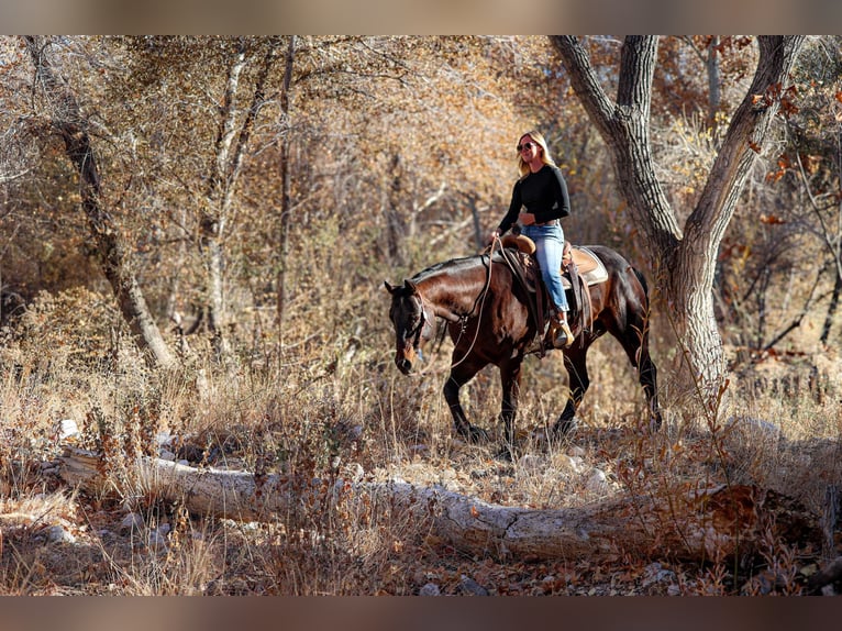 American Quarter Horse Castrone 4 Anni 155 cm Baio ciliegia in Camp Verde AZ