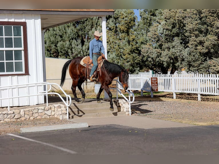 American Quarter Horse Castrone 4 Anni 155 cm Baio ciliegia in Camp Verde AZ