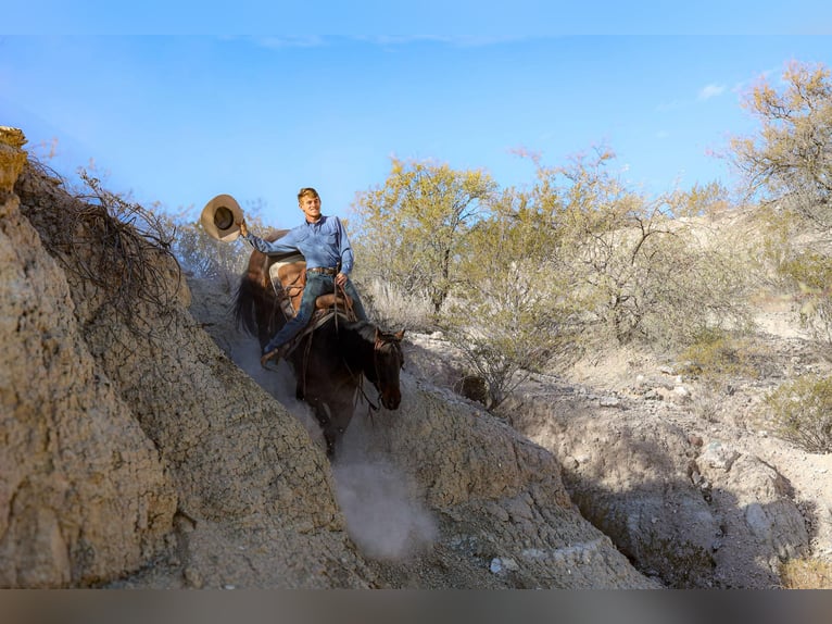 American Quarter Horse Castrone 4 Anni 155 cm Baio ciliegia in Camp Verde AZ