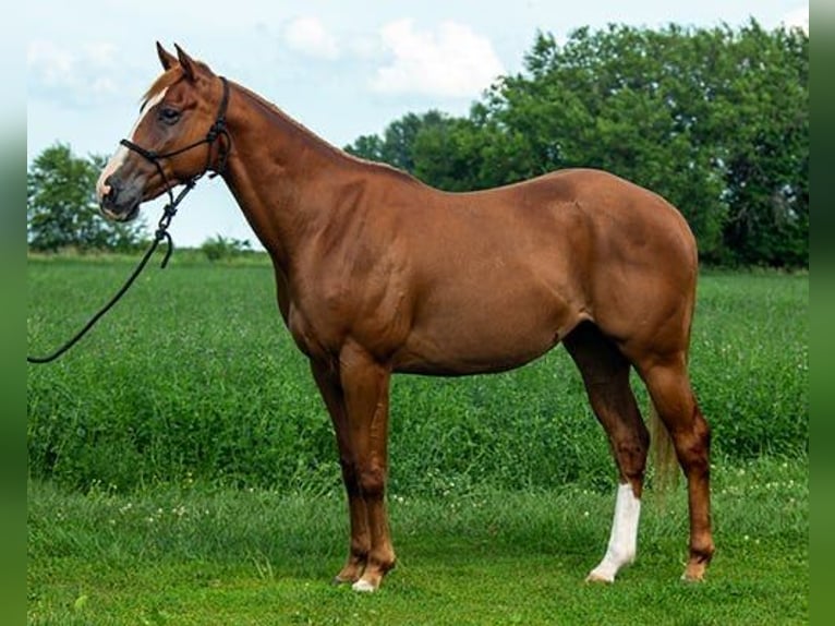 American Quarter Horse Castrone 4 Anni 155 cm Baio ciliegia in Princeville, IL