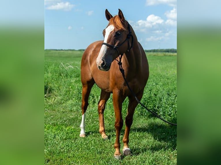 American Quarter Horse Castrone 4 Anni 155 cm Baio ciliegia in Princeville, IL