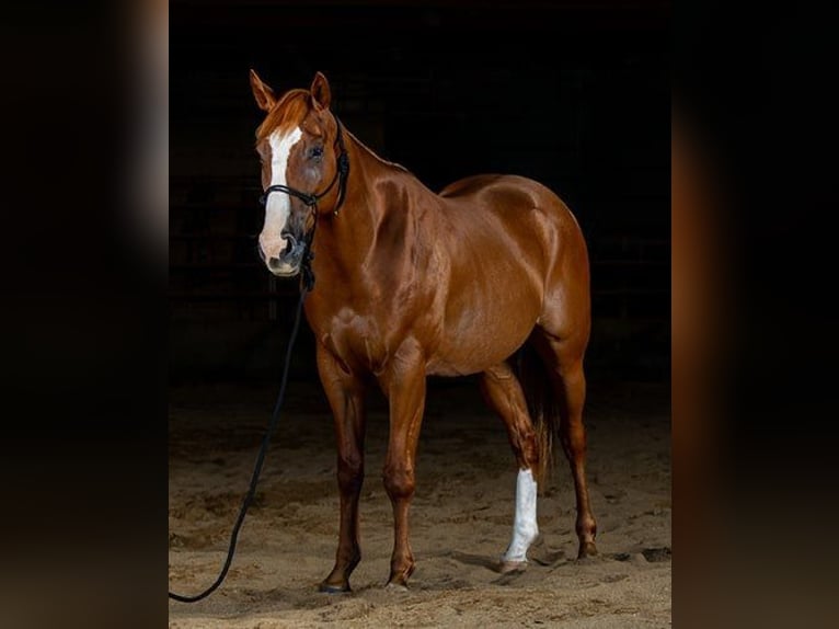 American Quarter Horse Castrone 4 Anni 155 cm Baio ciliegia in Princeville, IL