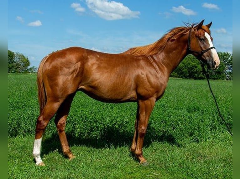 American Quarter Horse Castrone 4 Anni 155 cm Baio ciliegia in Princeville, IL
