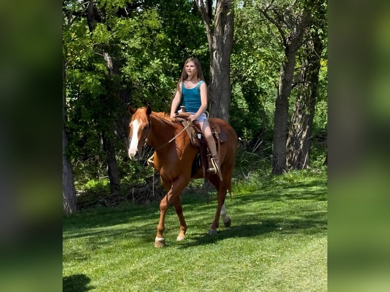 American Quarter Horse Castrone 4 Anni 155 cm Baio ciliegia in Princeville, IL