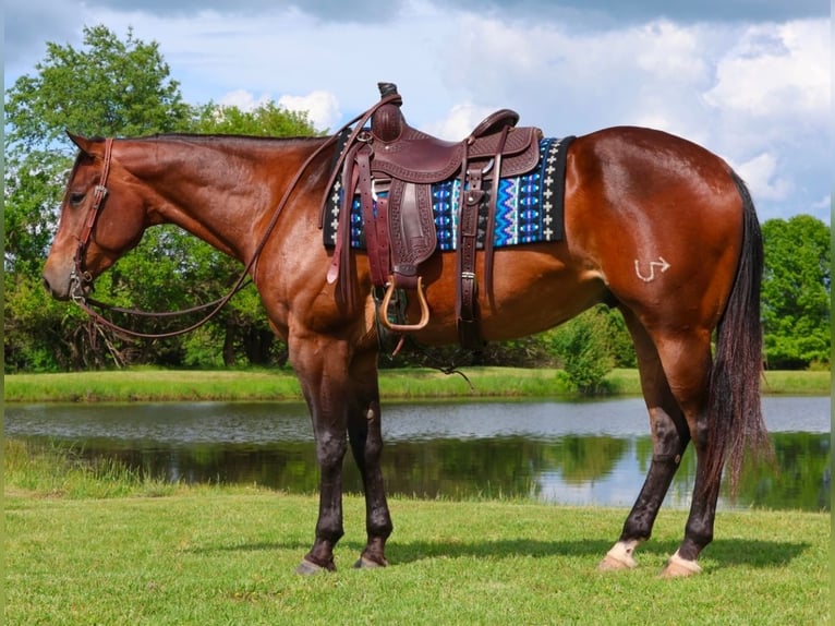 American Quarter Horse Castrone 4 Anni 155 cm Baio ciliegia in Buffalo, MO
