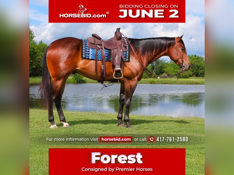 American Quarter Horse Castrone 4 Anni 155 cm Baio ciliegia in Buffalo, MO