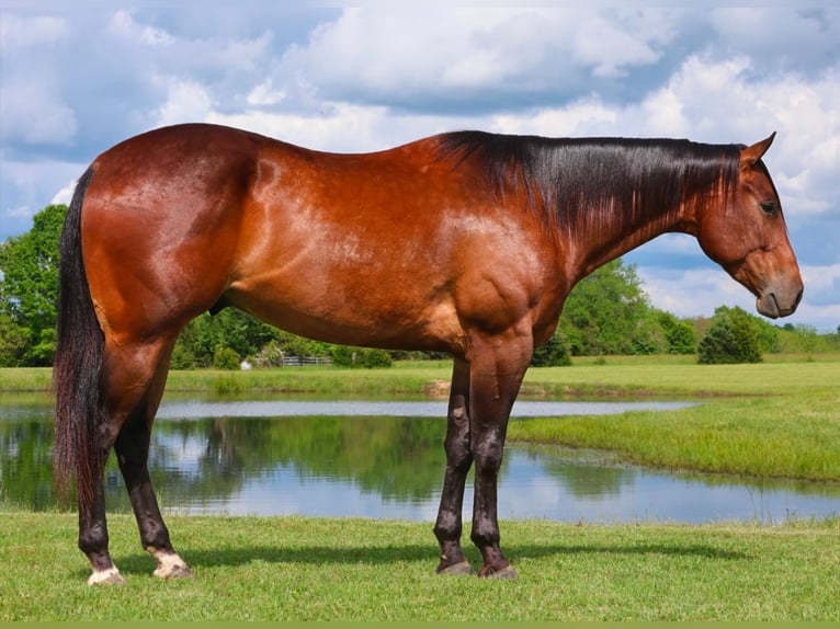 American Quarter Horse Castrone 4 Anni 155 cm Baio ciliegia in Buffalo, MO