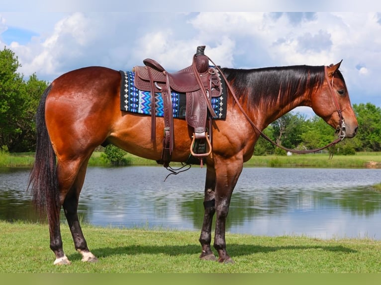 American Quarter Horse Castrone 4 Anni 155 cm Baio ciliegia in Buffalo, MO