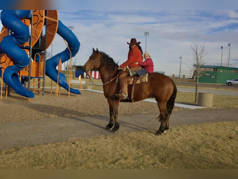 American Quarter Horse Castrone 4 Anni 155 cm Baio ciliegia in Georgetown