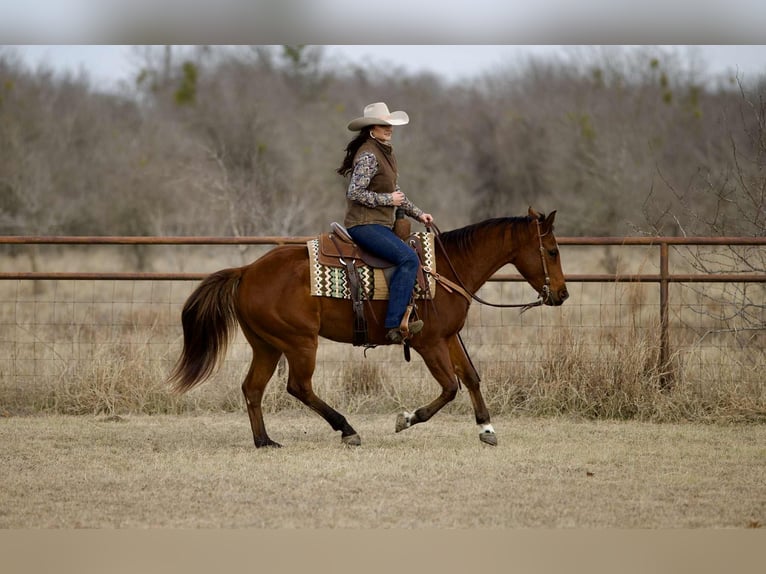 American Quarter Horse Castrone 4 Anni 155 cm Baio ciliegia in Georgetown