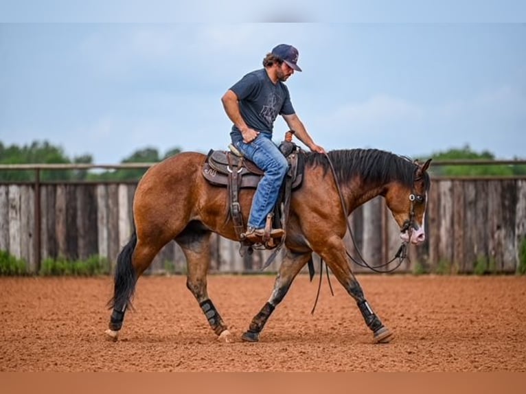 American Quarter Horse Castrone 4 Anni 155 cm Baio ciliegia in Waco