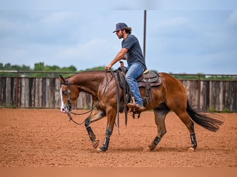 American Quarter Horse Castrone 4 Anni 155 cm Baio ciliegia in Waco
